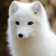 tassie fox