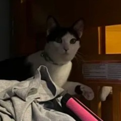 cat fan