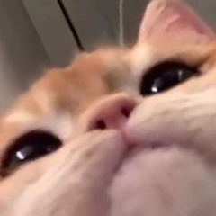 Nihil