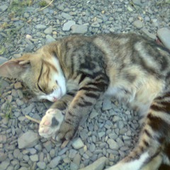 Evgeniia