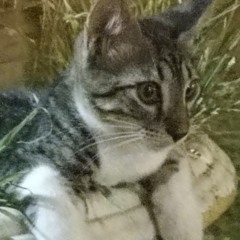 Cat the cat