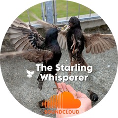 The Starling Whisperer