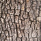 Tree Bark