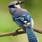 NerdyBirdy