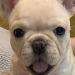 BB