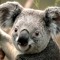 LOVEtheKOALAS