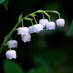 Hermetic_Botanist