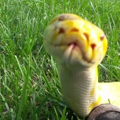 Silly snake :)
