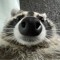 raccoonman