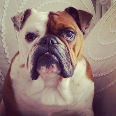 whodoesntlikedogs