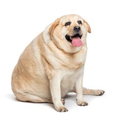 hammy