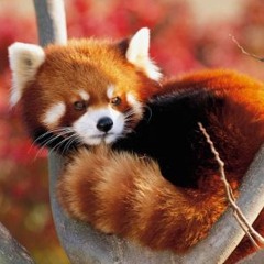 inferno pandas