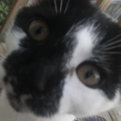 Willow