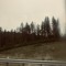 pine trees in a blue grey winter