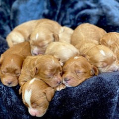 Adorable puppies for adoption