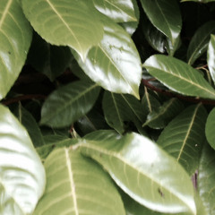 rowjo