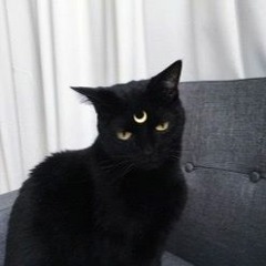 chonnky