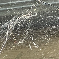 Mariam Tsikarishvili