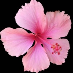 miss hibiscus