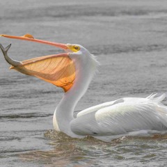 Akkarin The Exploded Ears