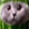 ‌