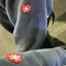 swagger