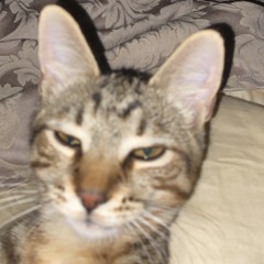 scoobydoogummysnacks