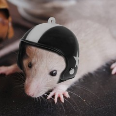 strakke hamster