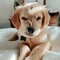 puppylove16