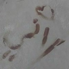 ابوهيلان الاغبري