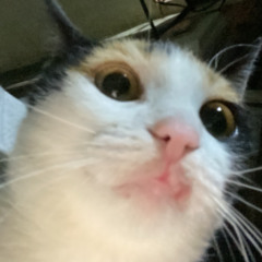 le chat