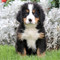 Bernese Mountain dog