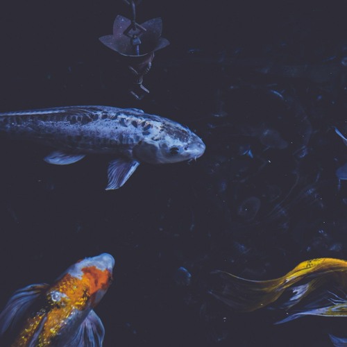 Yung Spade - All I want is you (mofosho productions)