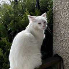 acgray
