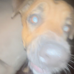 Buggalicious