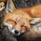 MYSTERY FOX