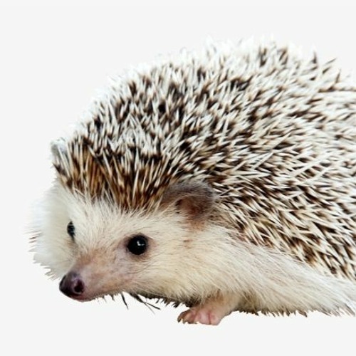 hedgehog’s avatar