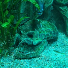 Viktor Шестовицкий