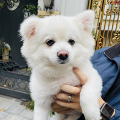 Tú Nguyễn