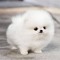 Sống Bằng Tình Cảm