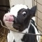 Pearla the cow