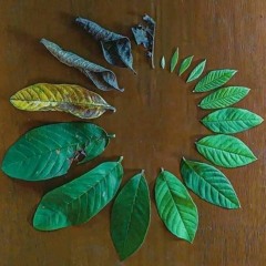 hasanongrata