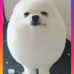 hello_bois