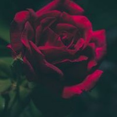 محمد ابوالامير