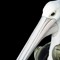 Greasy Pelican