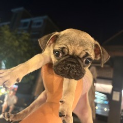 이삼새