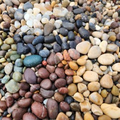 Lentil