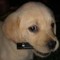 BlessedDog
