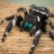 Boldjumpyspider