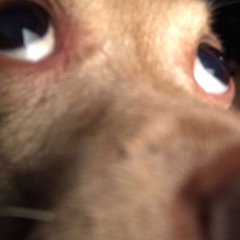 LOMB